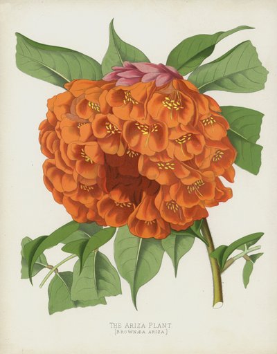 Ariza-planten, Brownea Ariza av English School